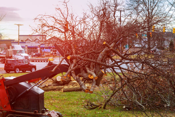 Best Commercial Tree Services  in Airy Heights, WA