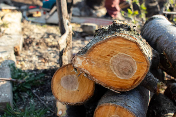 Best Seasonal Cleanup (Spring/Fall)  in Airy Heights, WA
