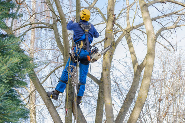 Best Fruit Tree Pruning  in Airy Heights, WA