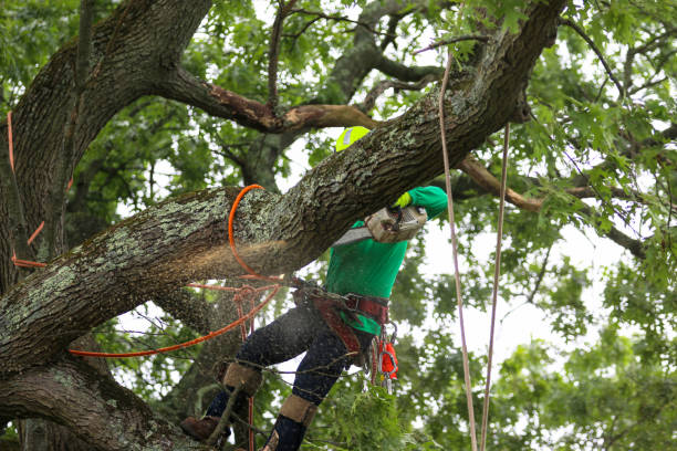 Reliable Airway Heights, WA Tree Care Solutions