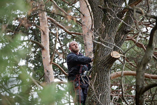 Best Utility Line Clearance  in Airy Heights, WA